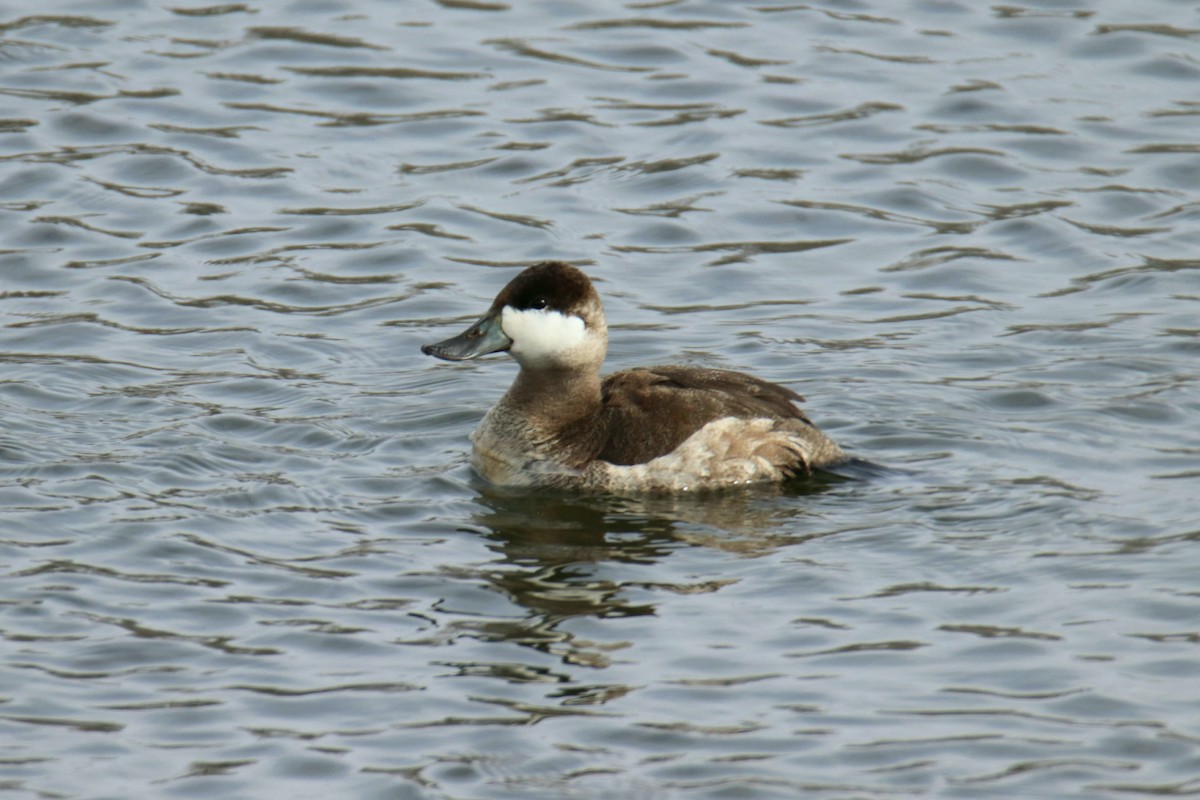 Érismature rousse - ML613566269