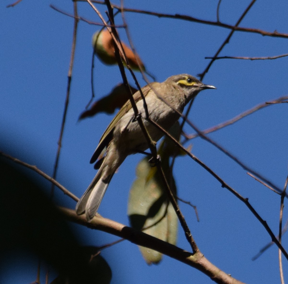 Yellow-faced Honeyeater - ML613566277