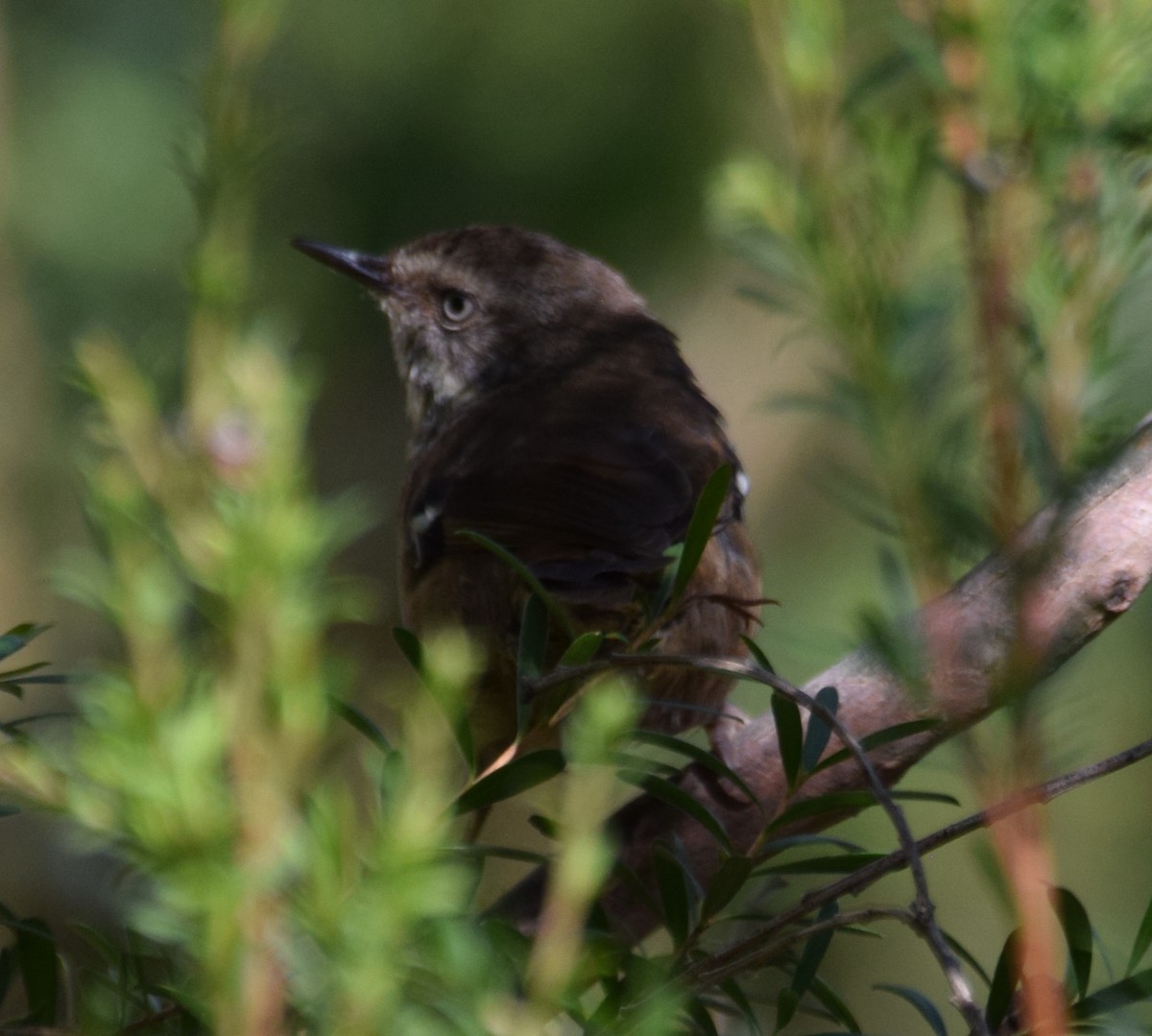 White-browed Scrubwren - ML613566285