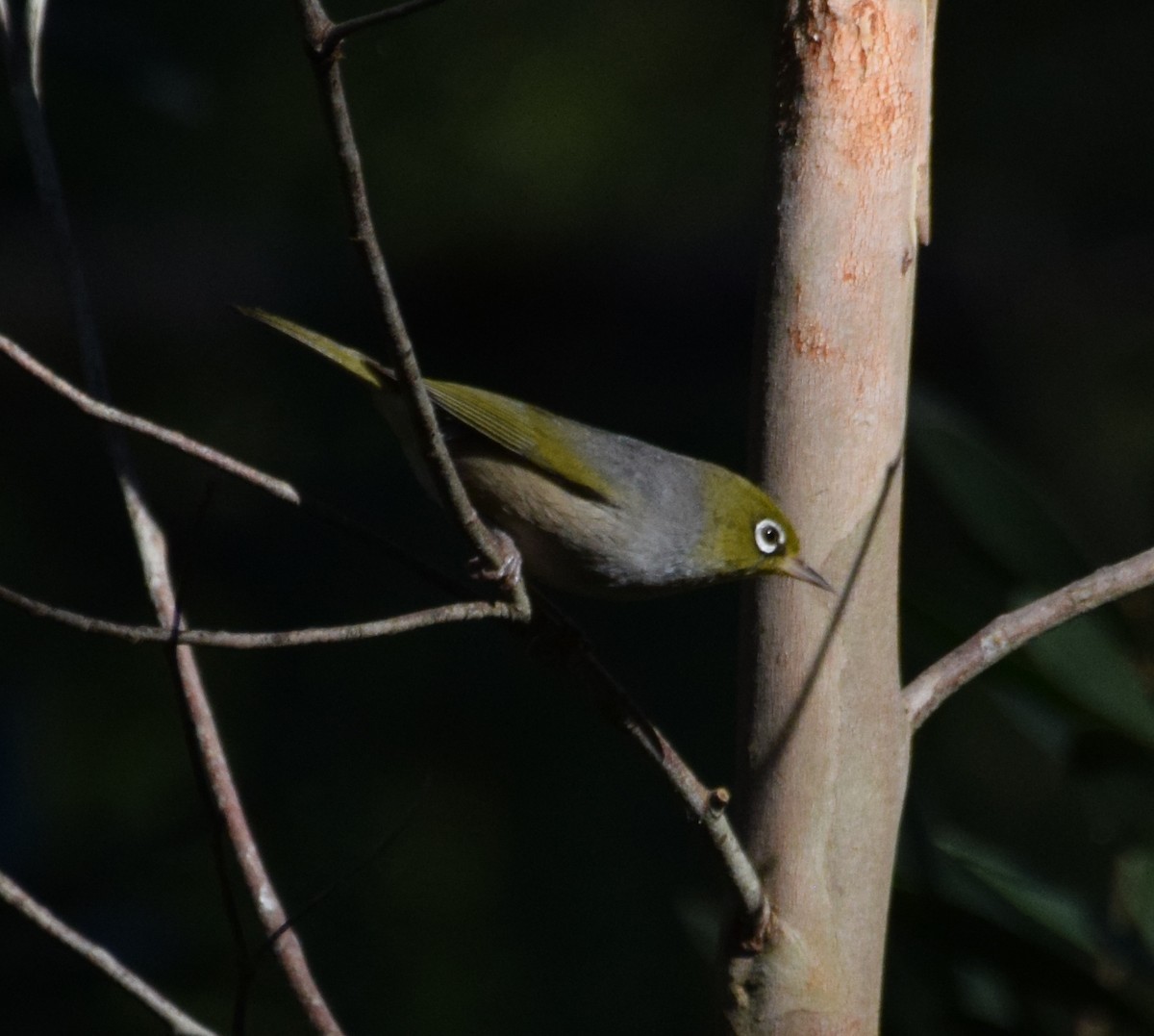 Silvereye - ML613566316