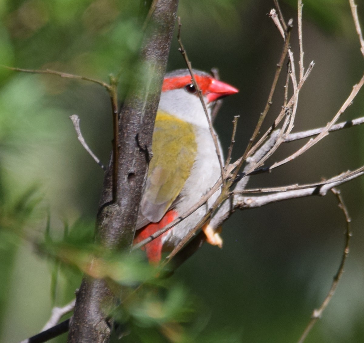 Red-browed Firetail - ML613566319
