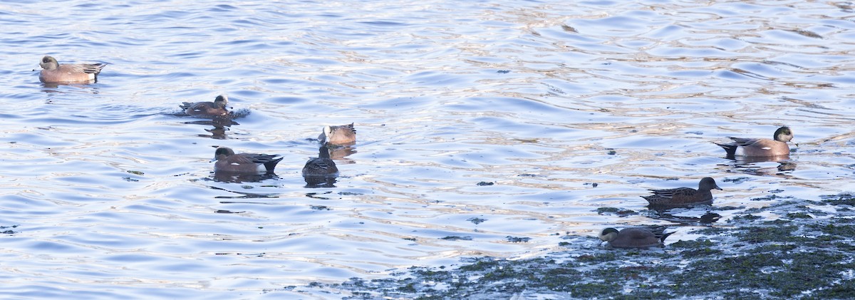 American Wigeon - ML613566326