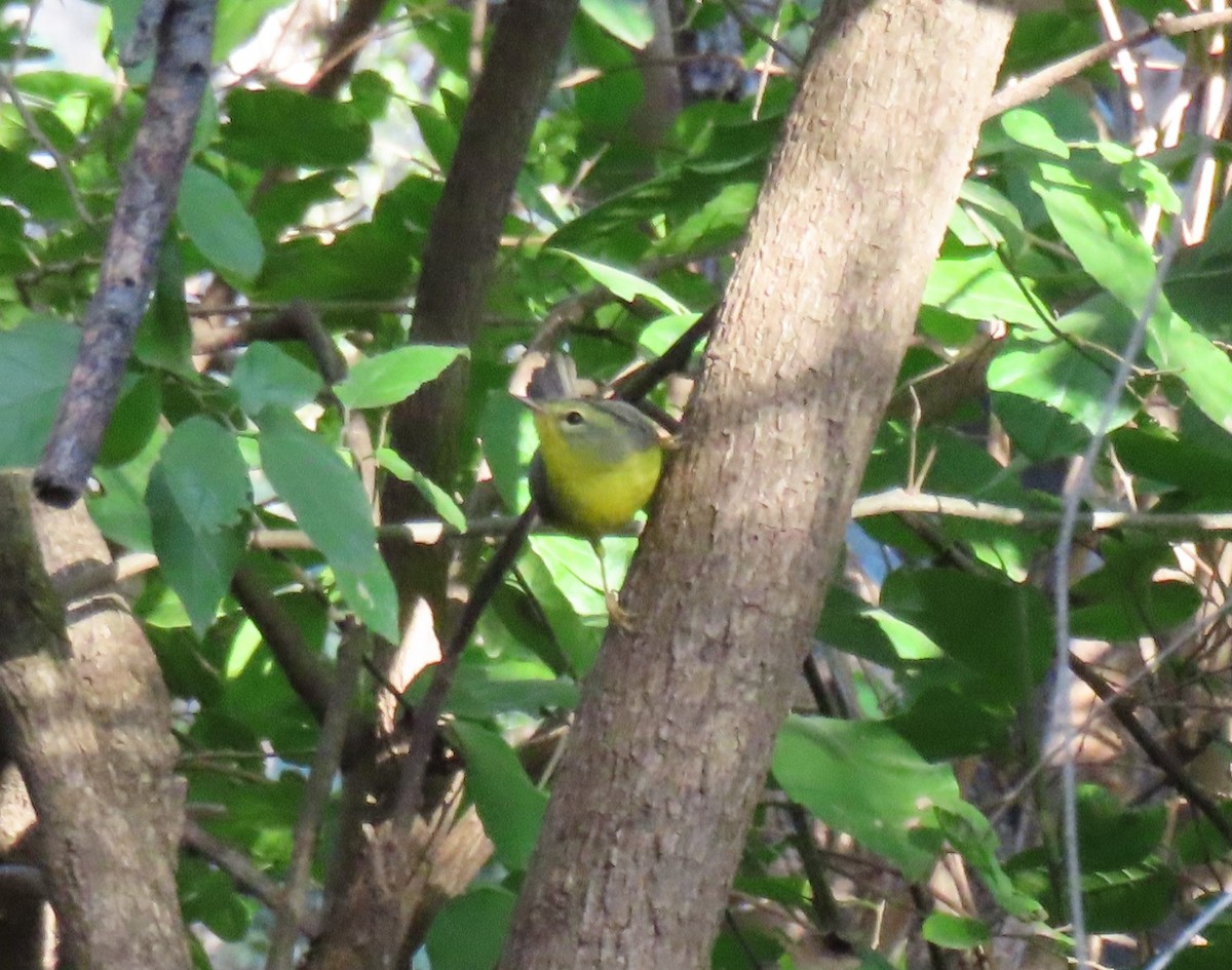 Golden-crowned Warbler - Daniel Perales