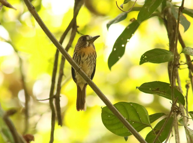 White-whiskered Puffbird - ML613566393