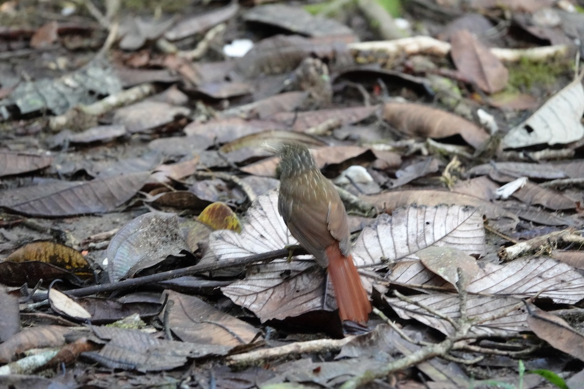 Scaly-throated Foliage-gleaner - ML613566396