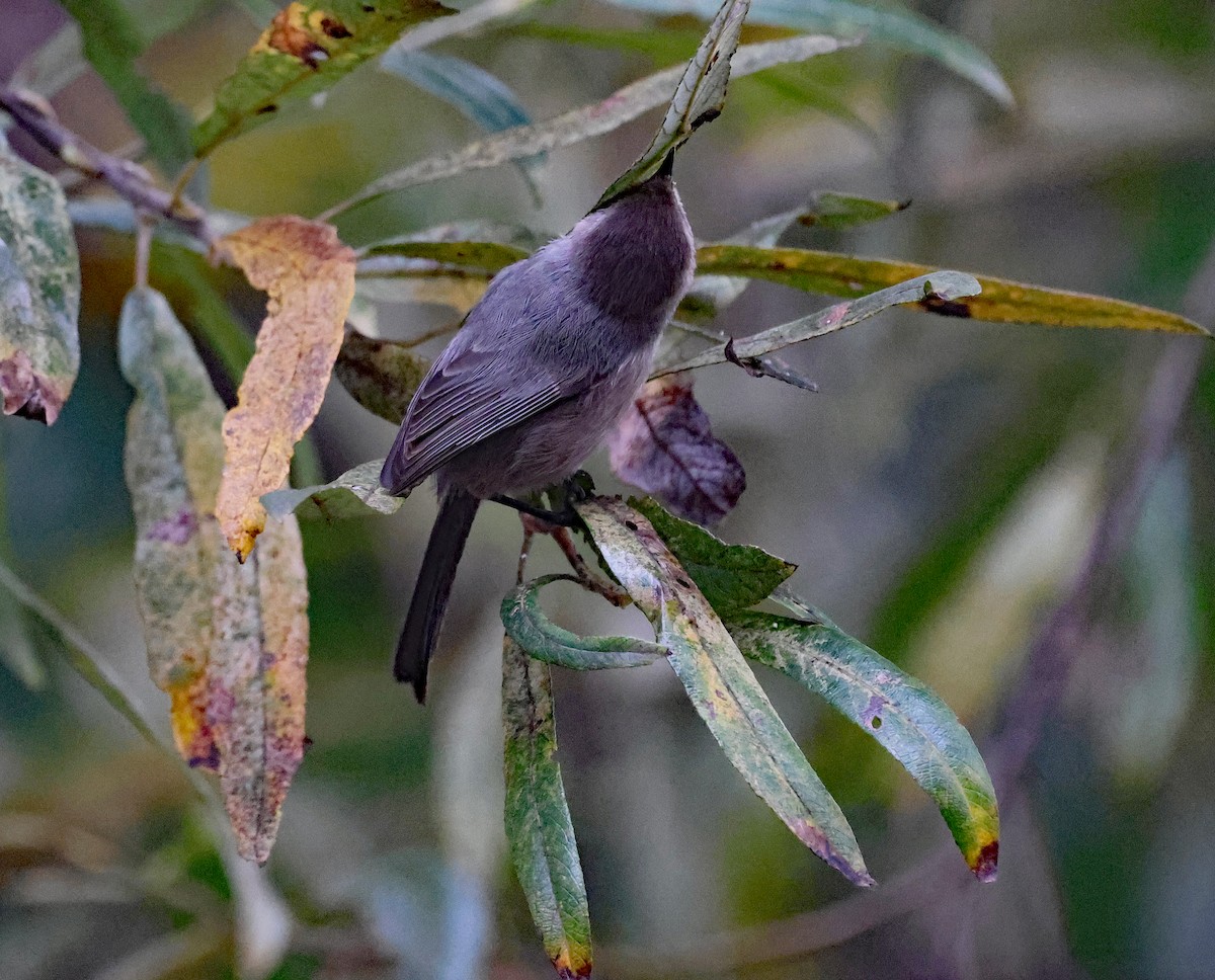 Bushtit - ML613566440