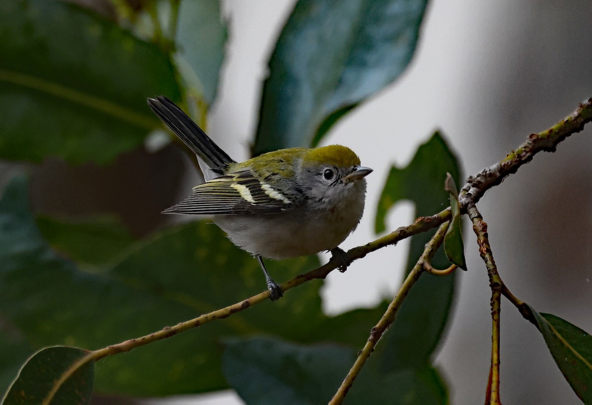 Chestnut-sided Warbler - ML613566452