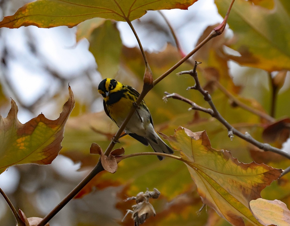 Townsend's Warbler - ML613566502