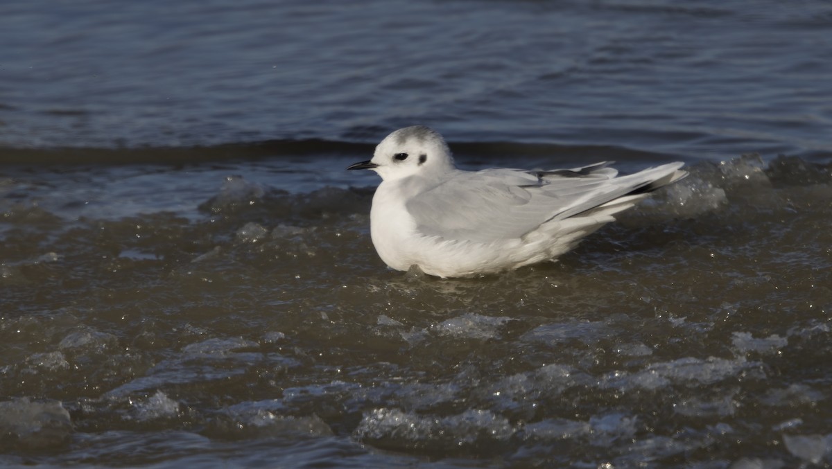 Little Gull - ML613566561