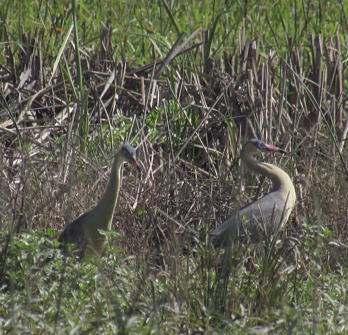 Garza Chiflona - ML613566584