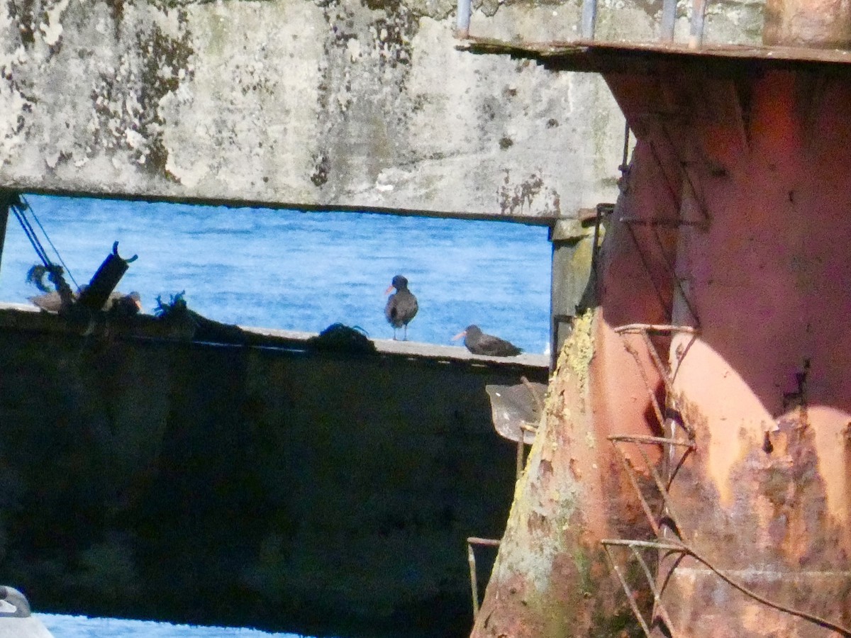 Blackish Oystercatcher - ML613566589