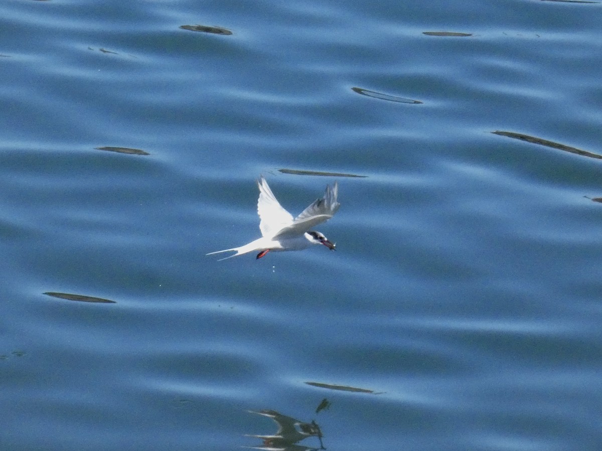 South American Tern - ML613566595