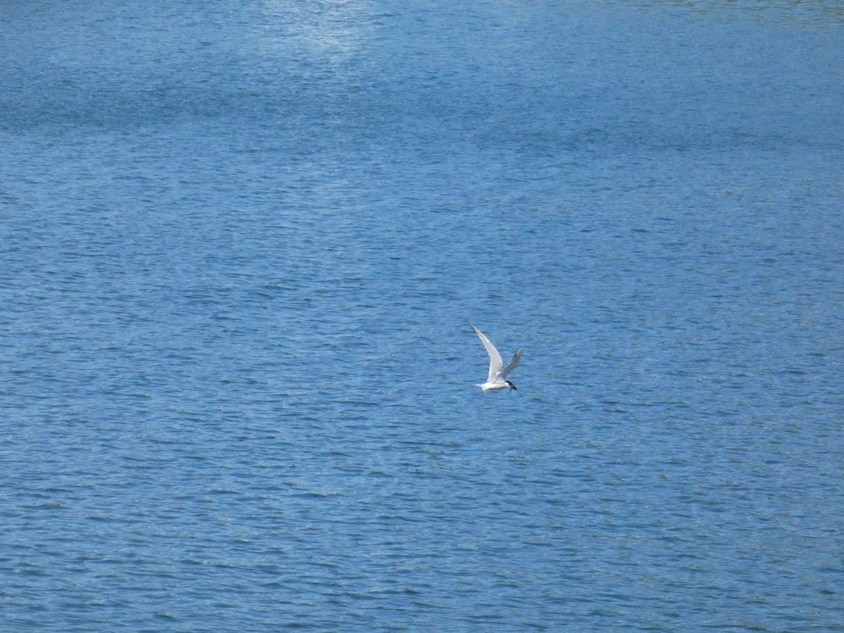 South American Tern - ML613566596