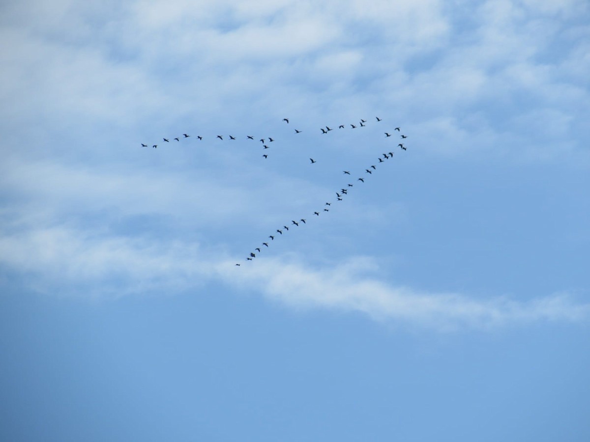 White-faced Ibis - ML613566601