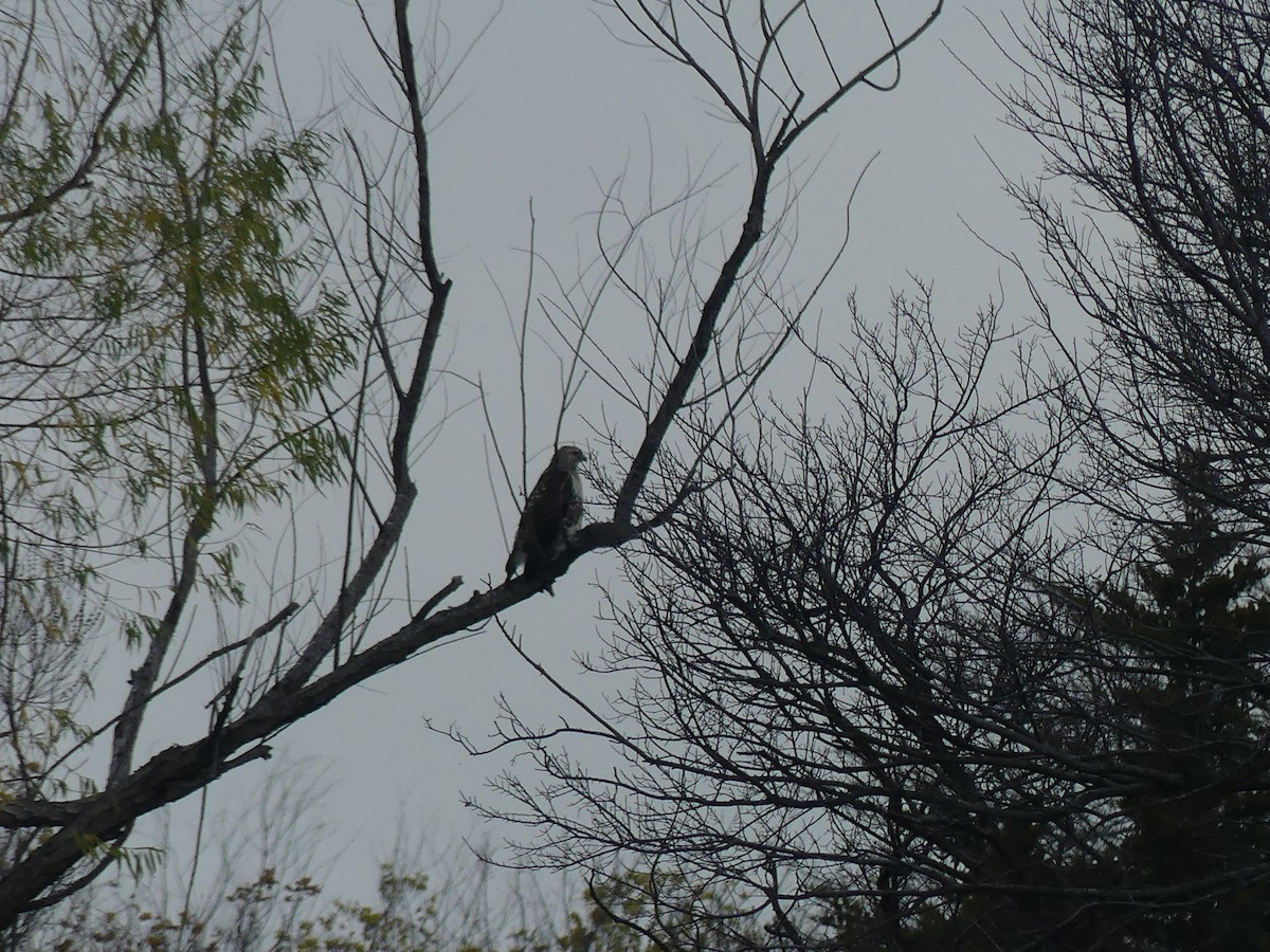 Rotschwanzbussard (harlani) - ML613566611