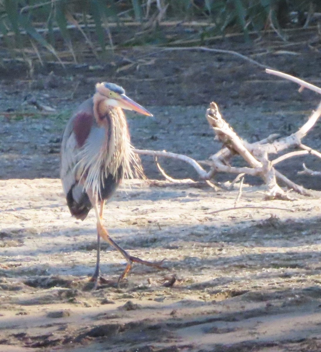 Purple Heron - ML613566613