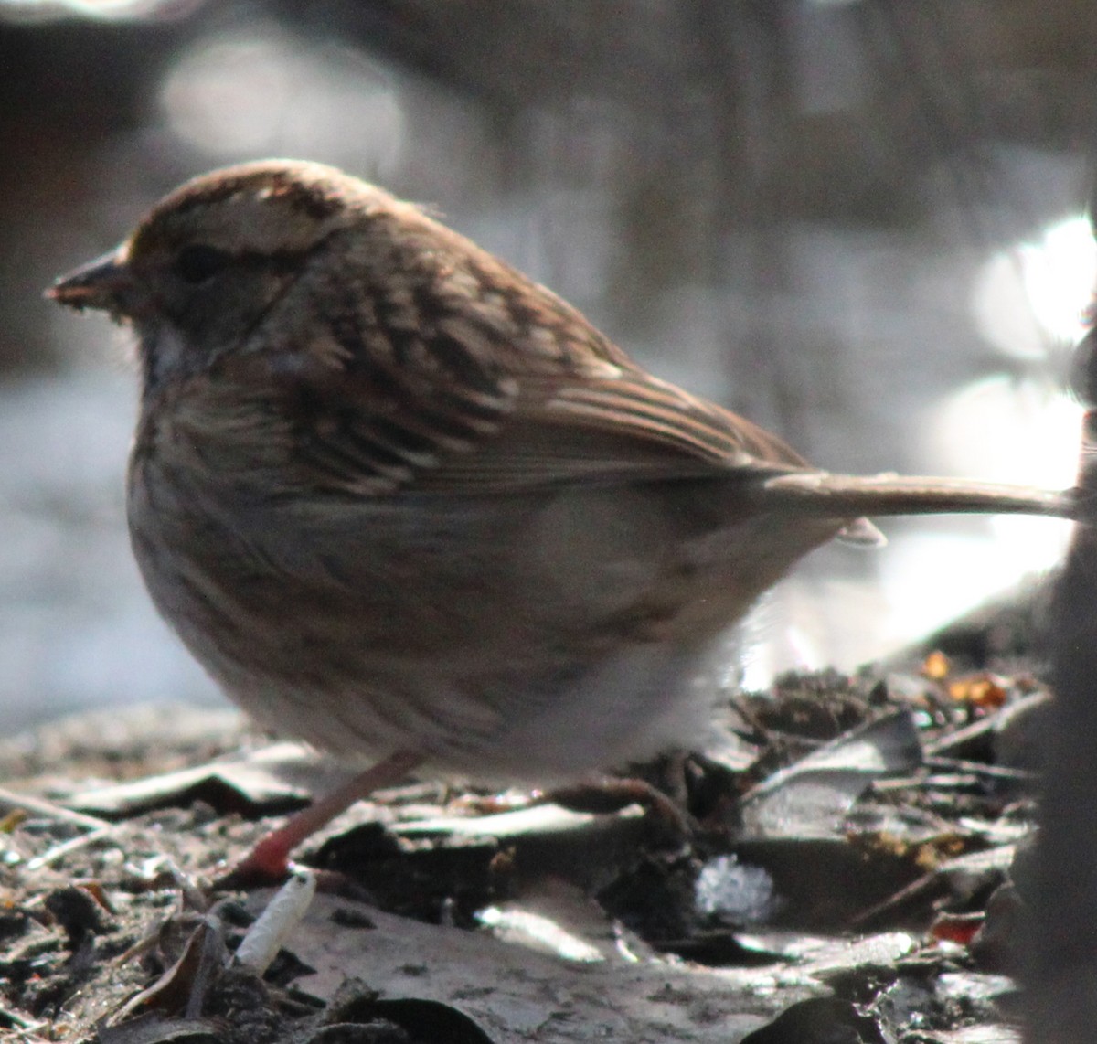 White-throated Sparrow - ML613566616