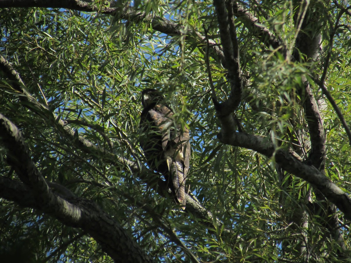 Harris's Hawk - ML613566627