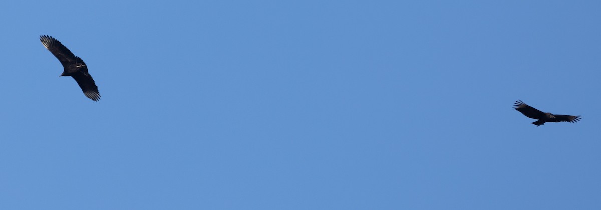 Чёрная катарта - ML613566630