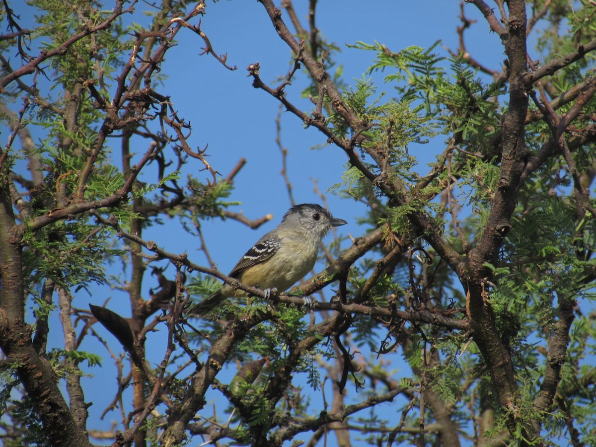 Variable Antshrike - Josefina Costantino