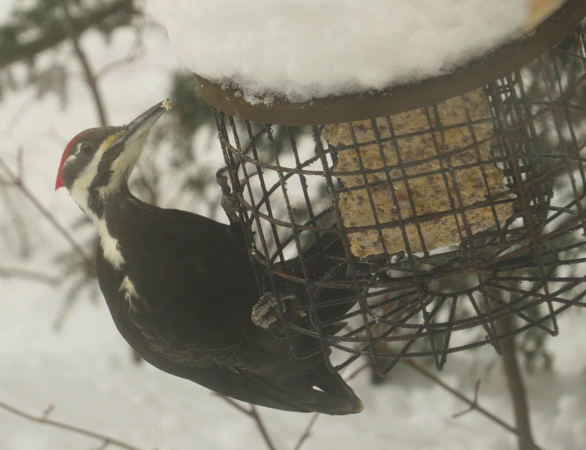 Pileated Woodpecker - ML613566658