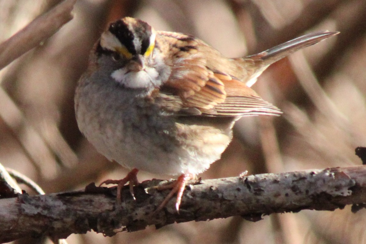 White-throated Sparrow - ML613566662