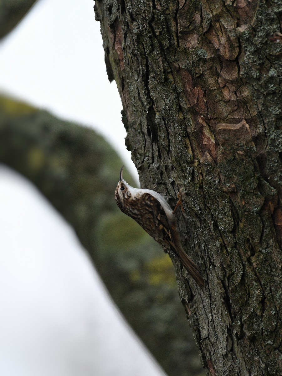 Eurasian Treecreeper - Tapan Kane