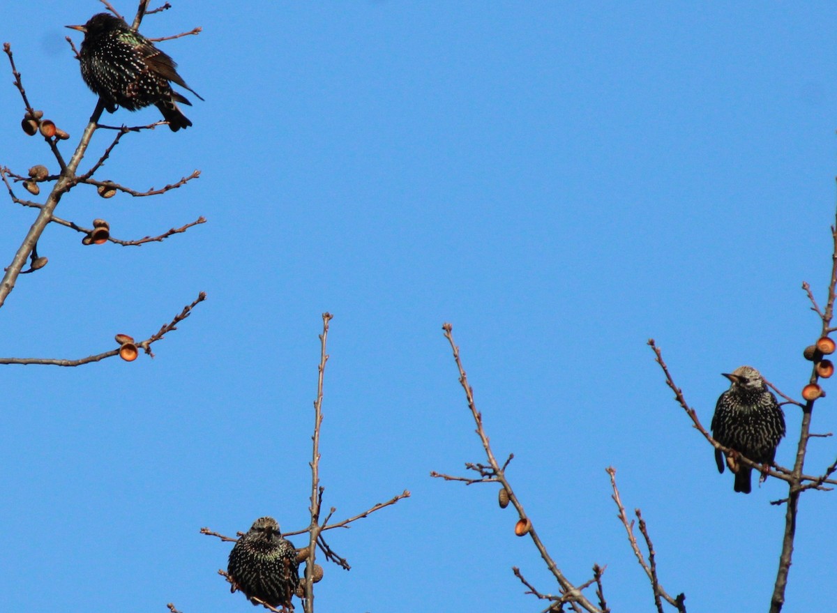 European Starling - ML613566860