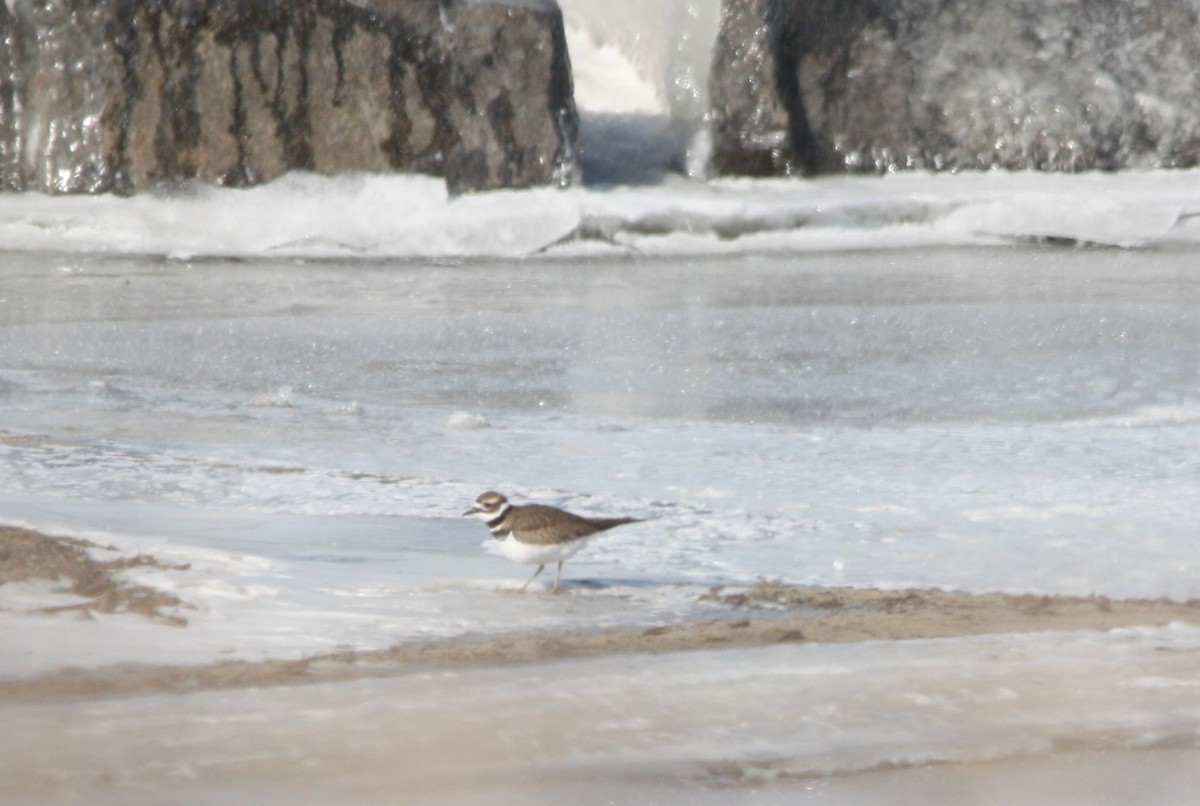 Killdeer - ML613566895