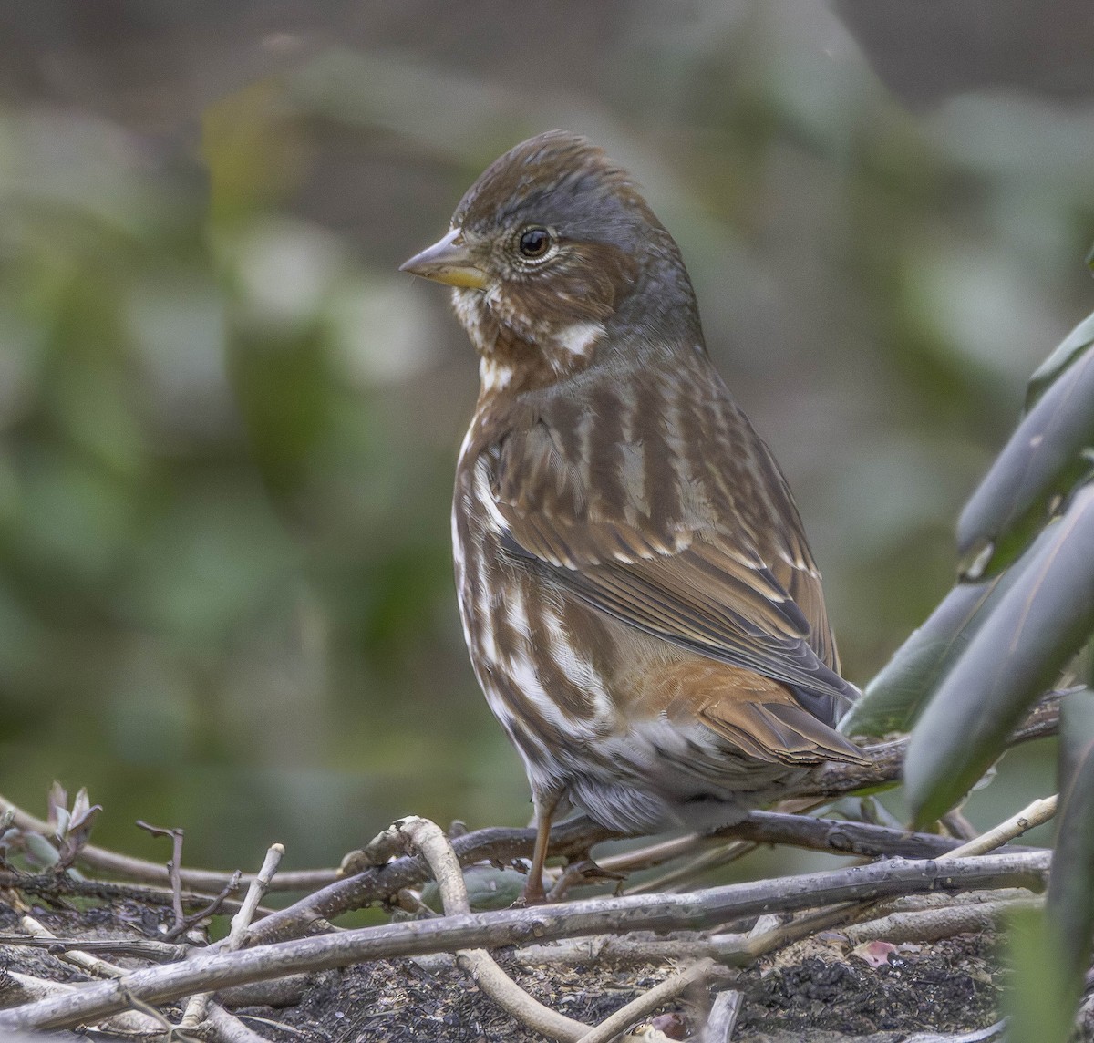 Fox Sparrow - Marisa Hernandez