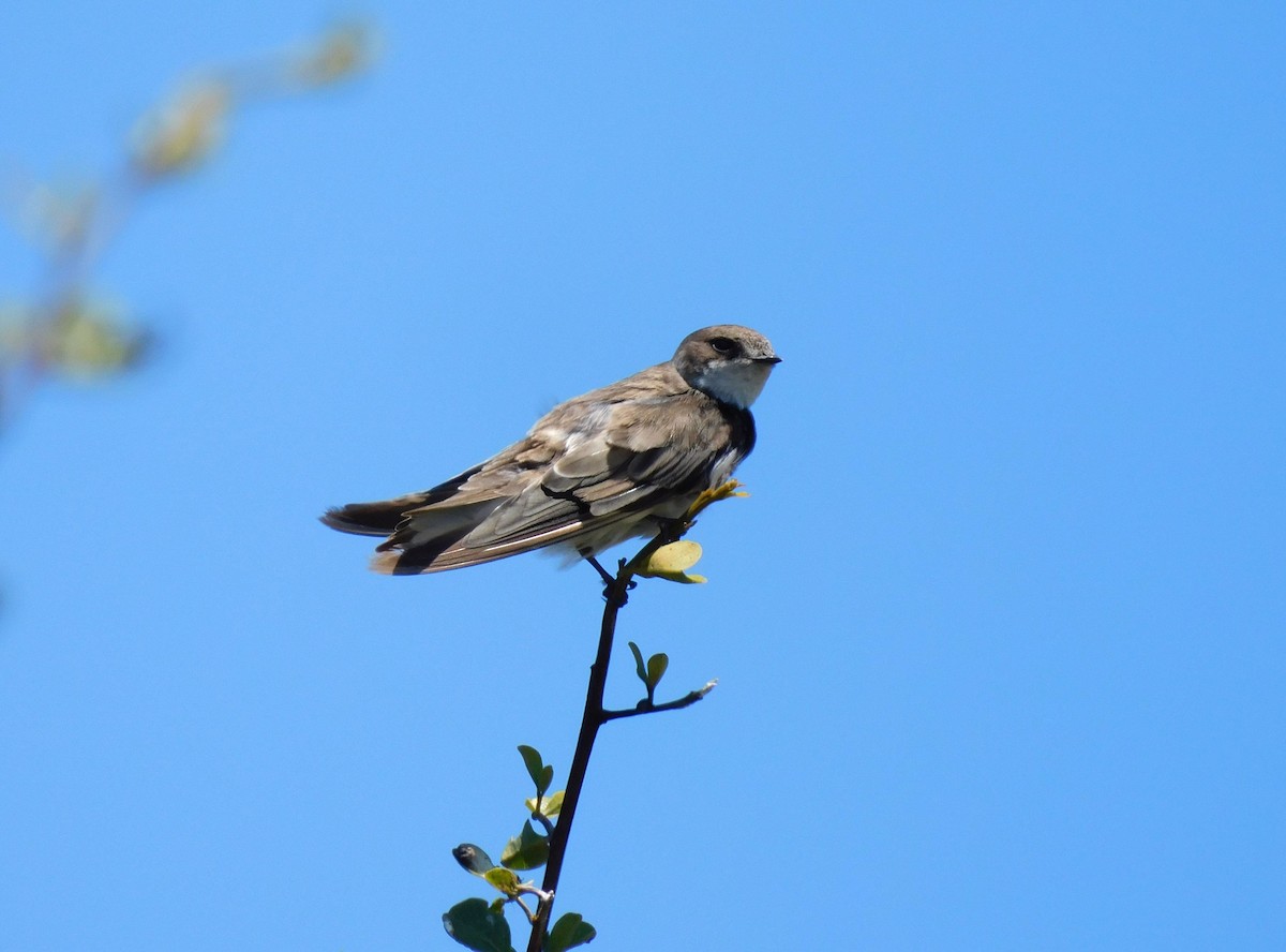 Bank Swallow - ML613566953