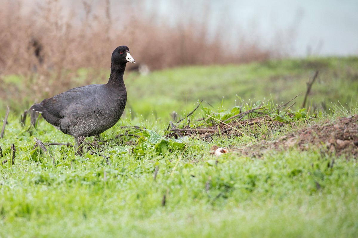 American Coot (Red-shielded) - Michael Long