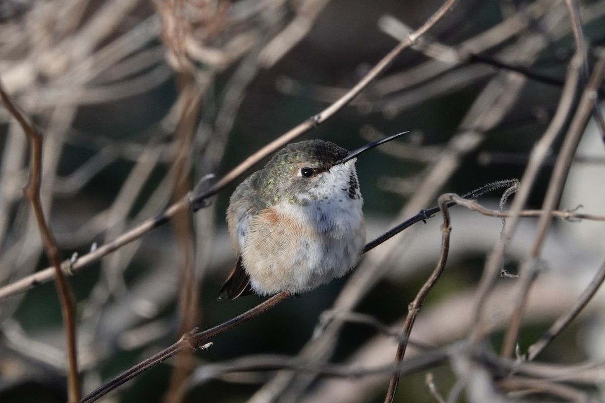 Rufous Hummingbird - ML613567168