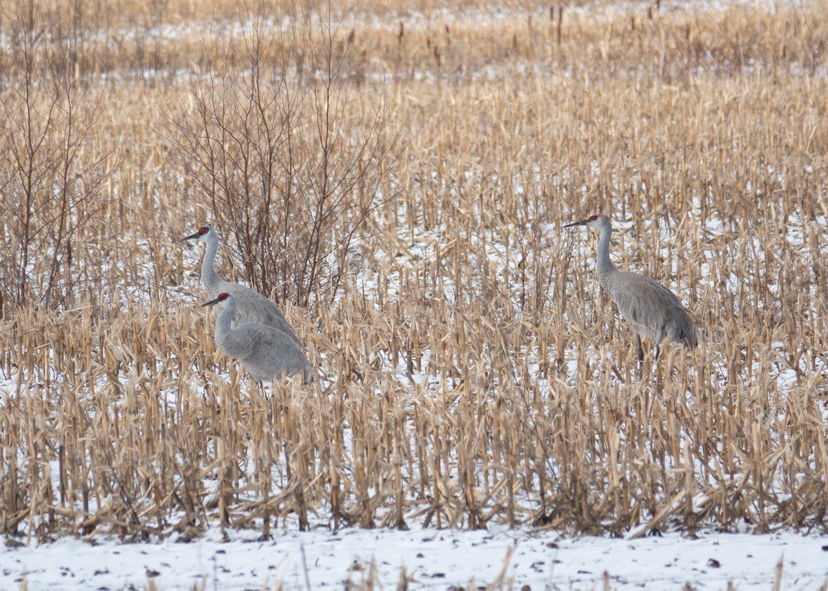 Sandhill Crane - Andrew Bates