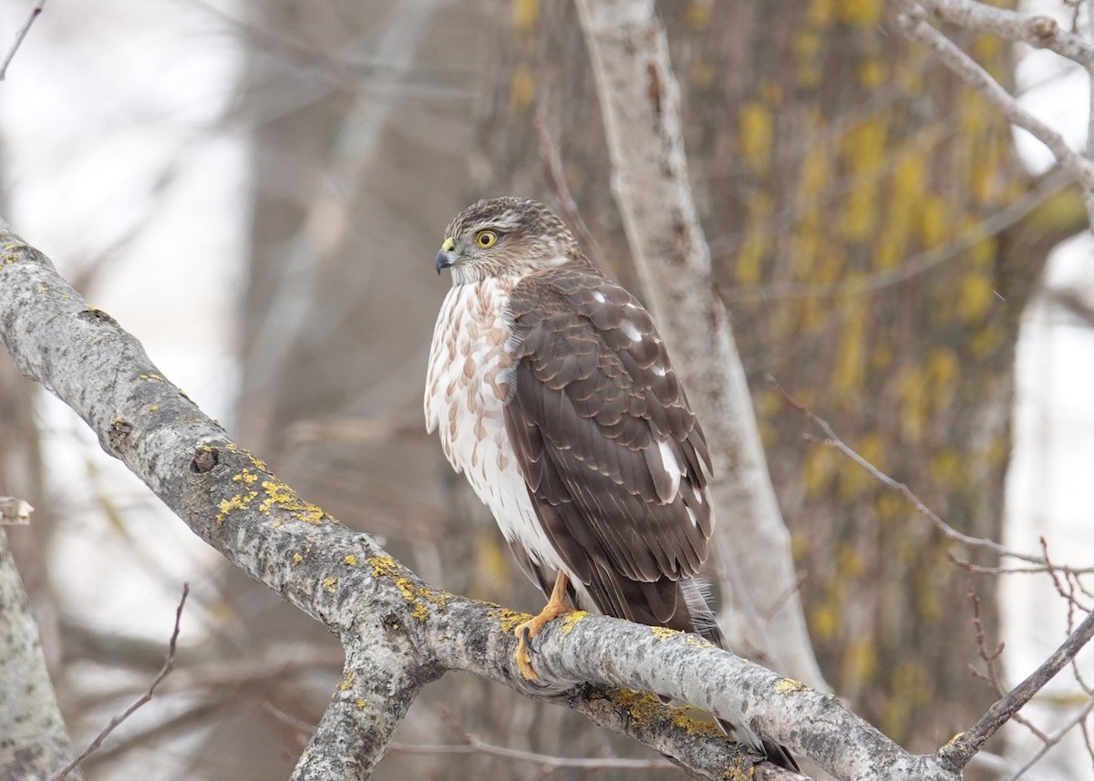 Sharp-shinned Hawk - Andrew Bates