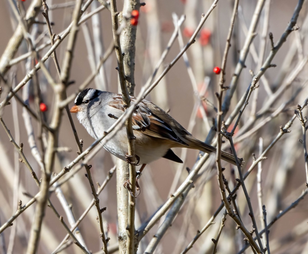 White-crowned Sparrow - ML613567303