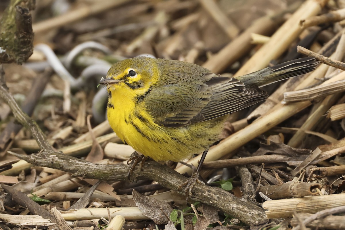 Prairie Warbler - ML613567324