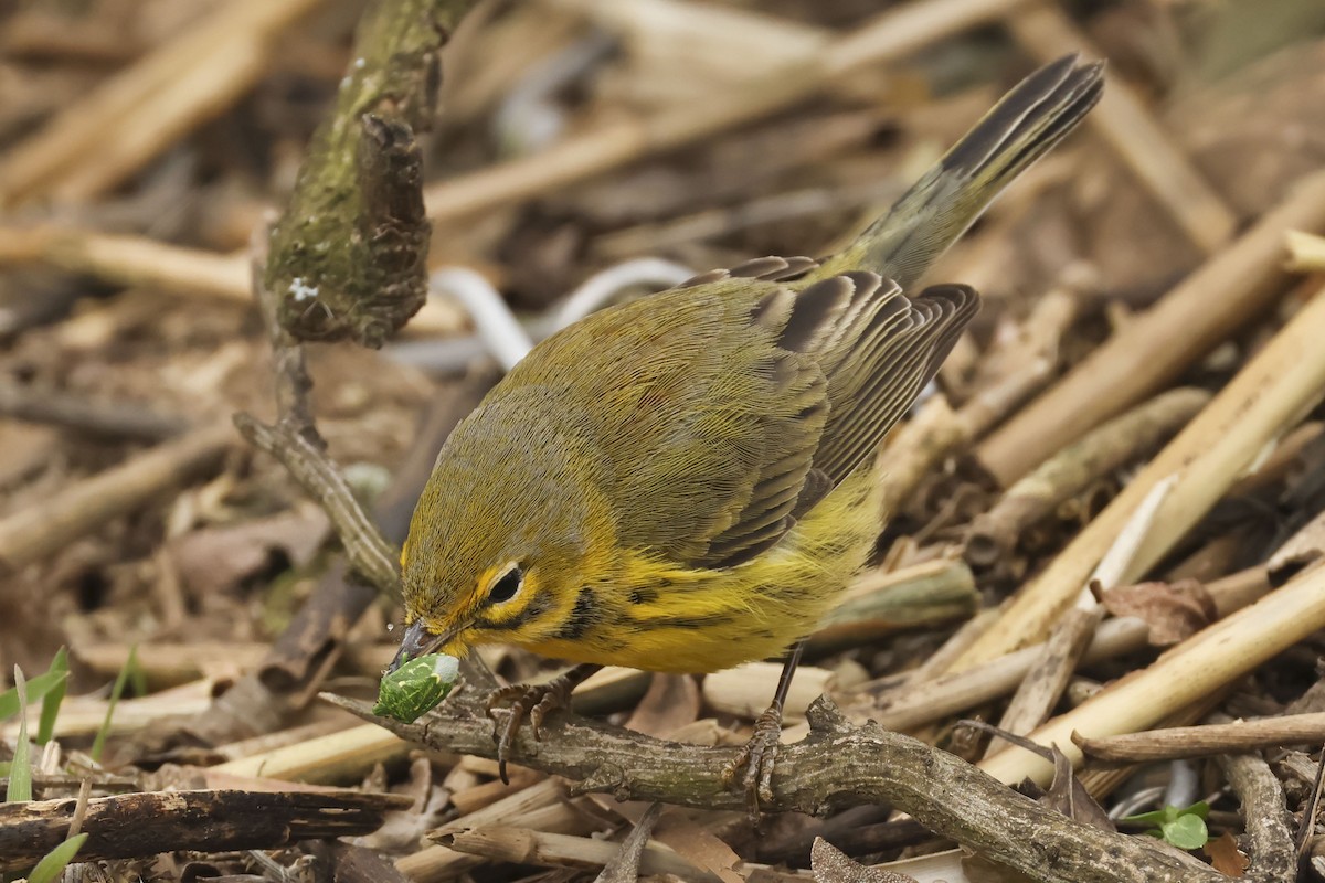Prairie Warbler - ML613567325