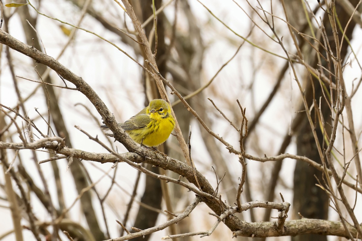 Prairie Warbler - ML613567326