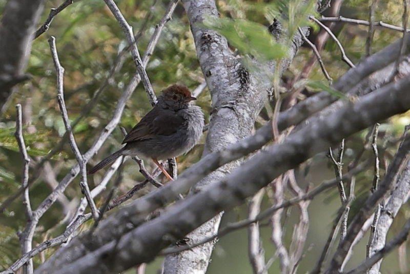 Piping Cisticola - Fran Trabalon