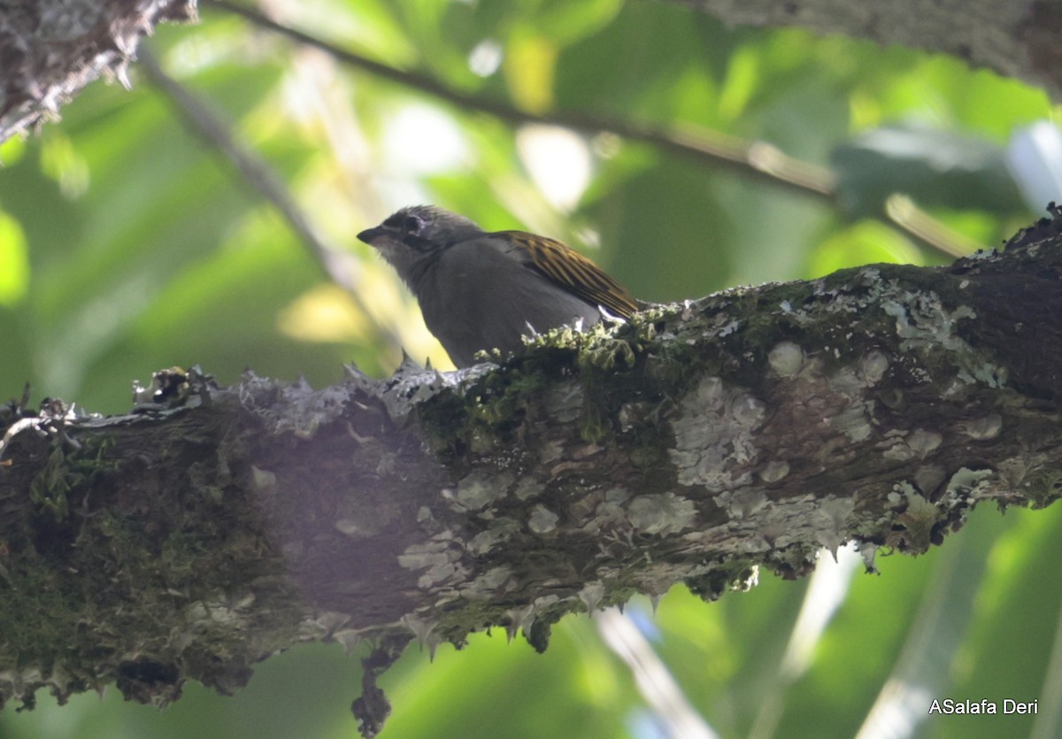 Dwarf Honeyguide - ML613567343