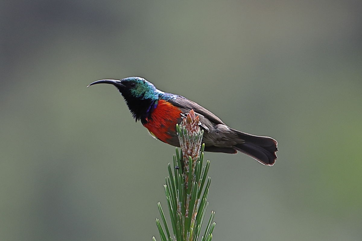 Greater Double-collared Sunbird - Fran Trabalon