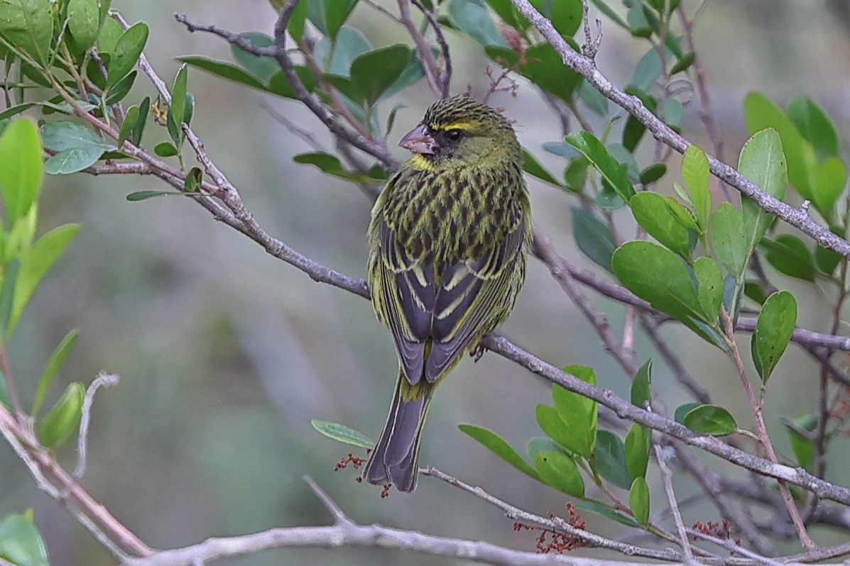 Forest Canary - Fran Trabalon