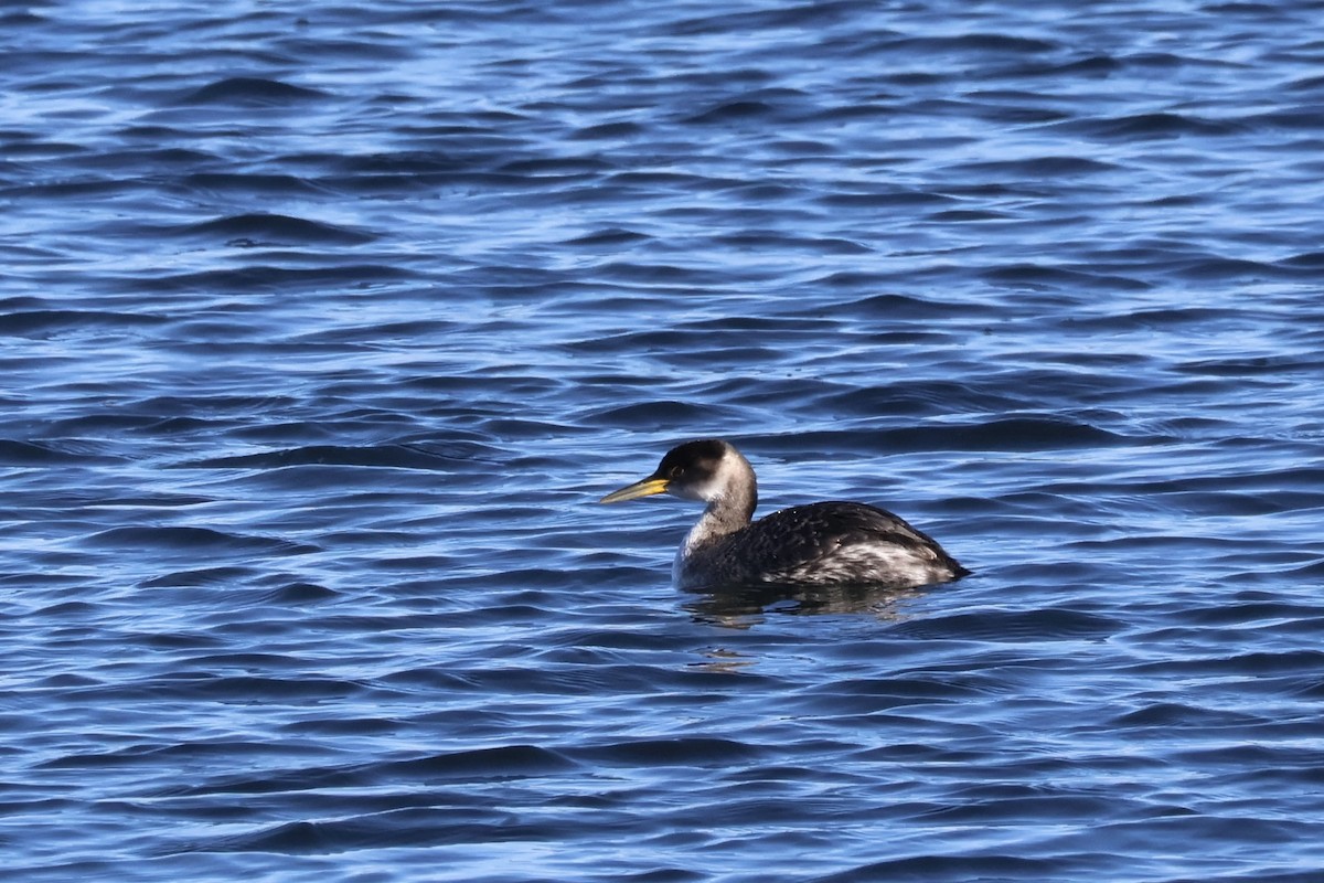 Red-necked Grebe - ML613567403