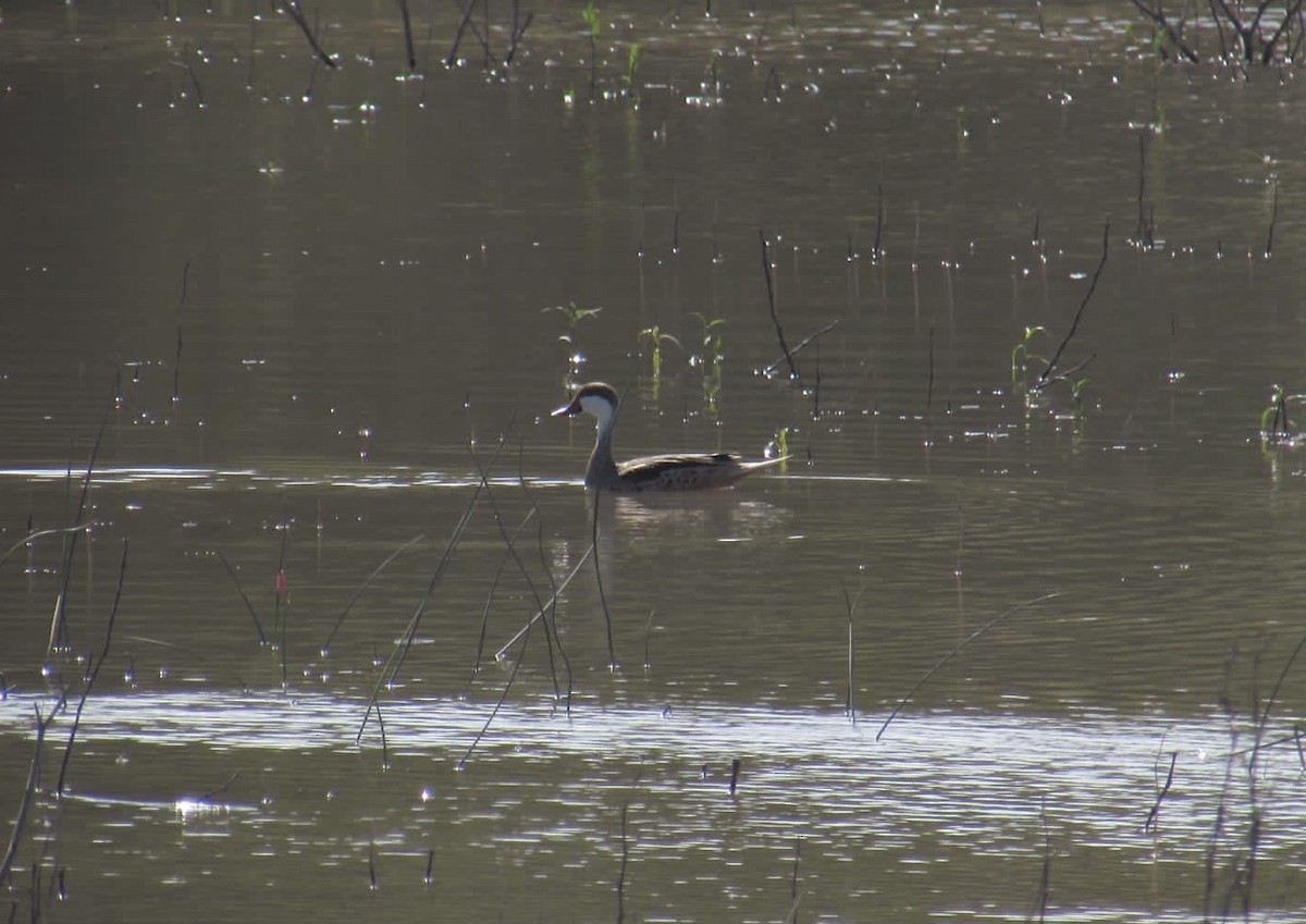 White-cheeked Pintail - ML613567417