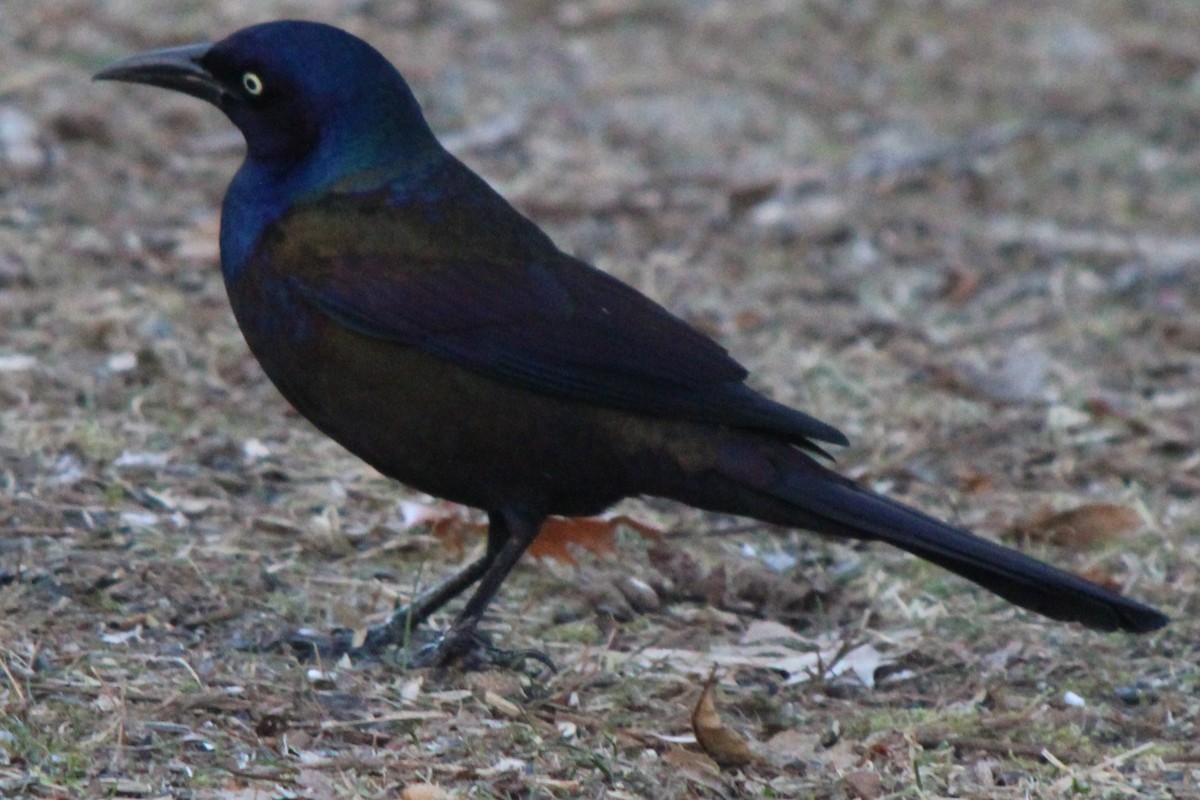 Common Grackle (Bronzed) - ML613567431