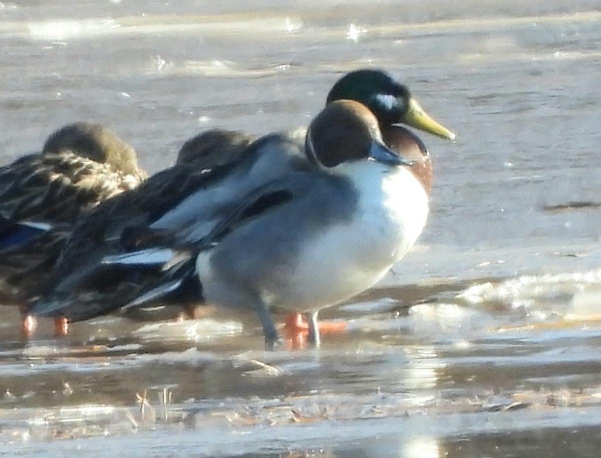 Northern Pintail - ML613567601