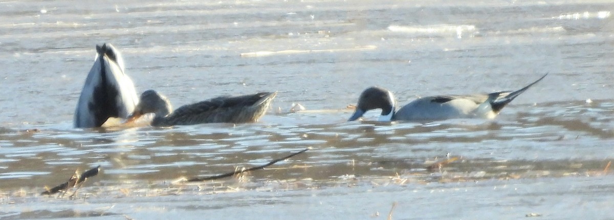 Northern Pintail - ML613567602