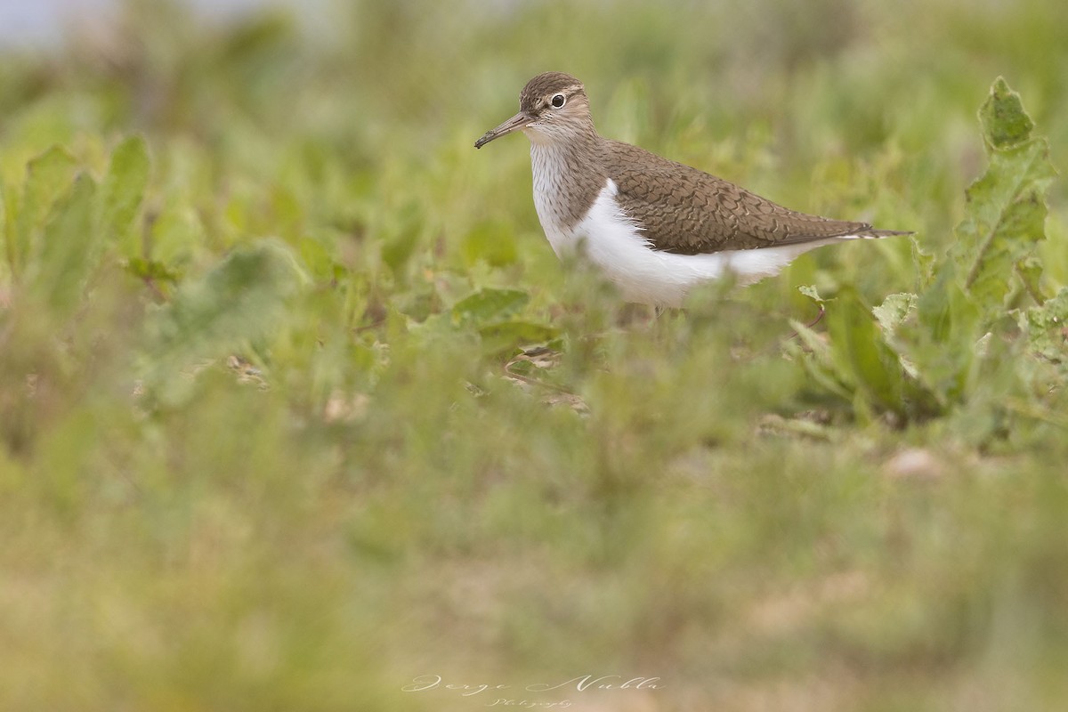 Common Sandpiper - ML613567623