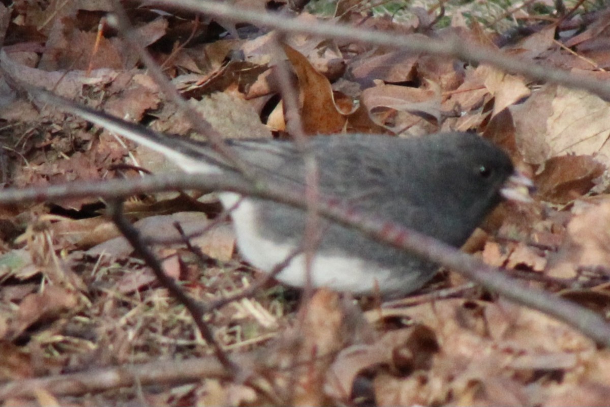 Dark-eyed Junco (Slate-colored) - ML613567649